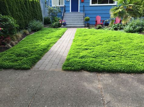 Overseeding clover seed into your existing lawn is an easy way to establish a clover lawn. Micro clover - Lawn alternative - Level Ground Landscape