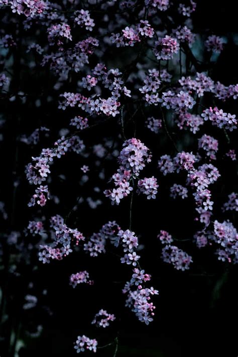 Download Dark Cherry Blossom Trees Blooming Under Moonlit Night