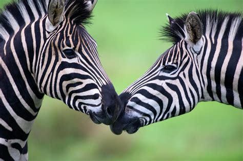 Plains Zebra Equus Quagga Pair Photograph By Heinrich Van Den Berg