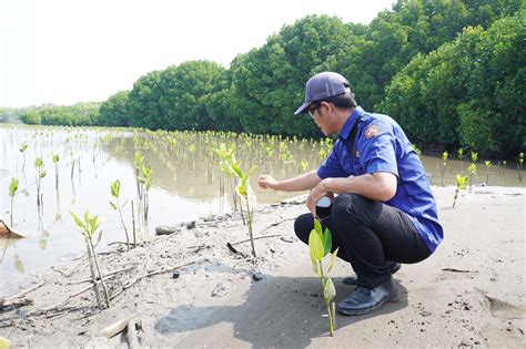 Redam Dampak Abrasi Karang Taruna Muara Tanam 600 Ribu Mangrove