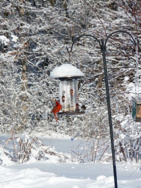 Cardinal Enjoying A Winters Snack Smithsonian Photo Contest