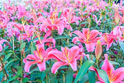 Lily Flowers Field Stock Photo By ©deerphoto 88753854
