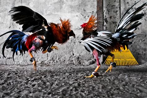 Cock Fighting Rooster Porn Website Name