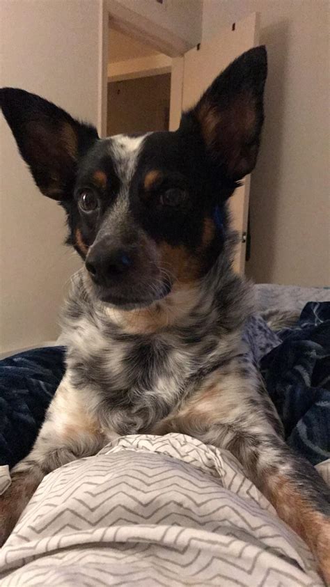 Never got my cup of water. Wrangler, 5 years old, cattle dog rat terrier mix. Apple ...
