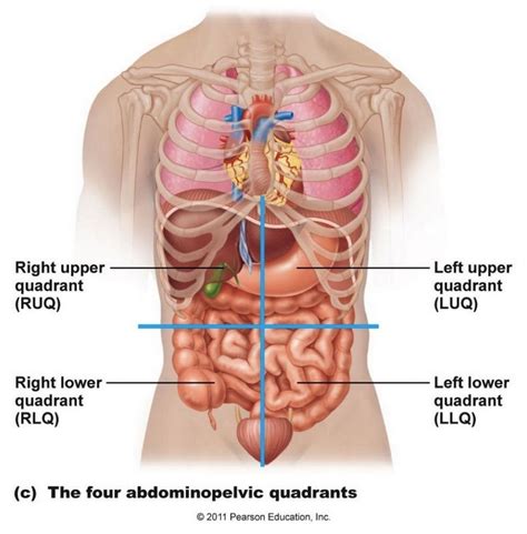 What organ is located is middle of chest under end of rib cage? Abdominal Anatomy Male / Berlina Luwirisa Berlinaluwirisa ...