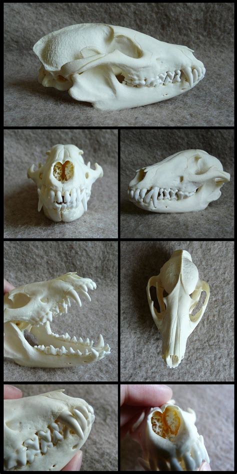 Raccoon Dog Skull By Cabinetcuriosities Dog Skull Skull Reference
