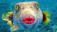 Funny Fish Fact #1: This fish has funny big lips hahahah look at his ...