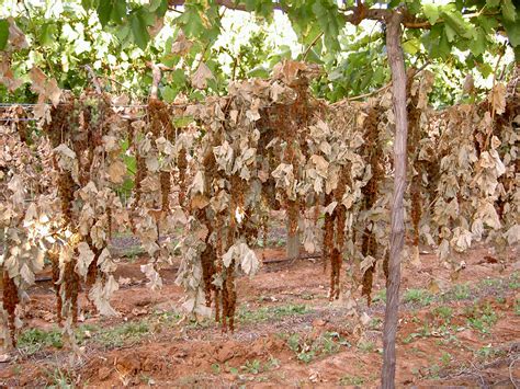 Dried Fruit Production