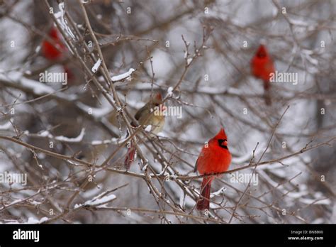 Male Cardinal Snowy Tree Stock Photo Alamy