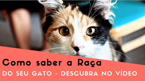 Como Saber Se O Gato é De Raça Como Saber A Raça Do Meu Gato Youtube