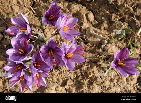 Saffron Crocus Flowers Produce Saffron Hi Res Stock Photography And