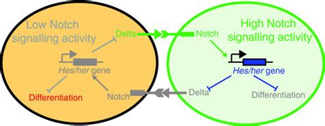 Lateral Inhibition In Differentiation Two Neighboring Cells Each