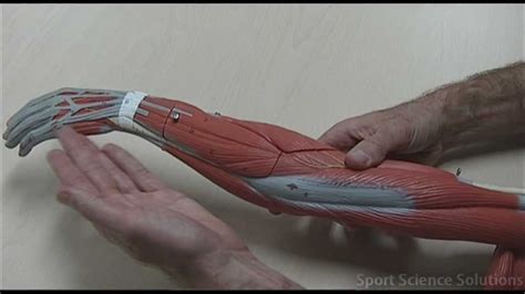 Muscles Of The Lower Arm Youtube