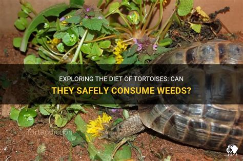 Exploring The Diet Of Tortoises Can They Safely Consume Weeds Petshun