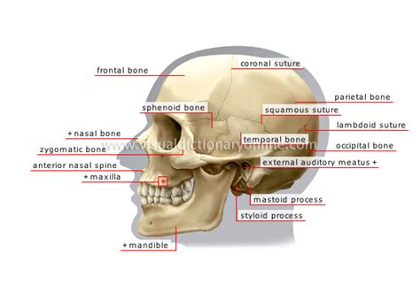 Anatomy Skull Behind Ear Mastoid Process Images Stock Photos Vectors