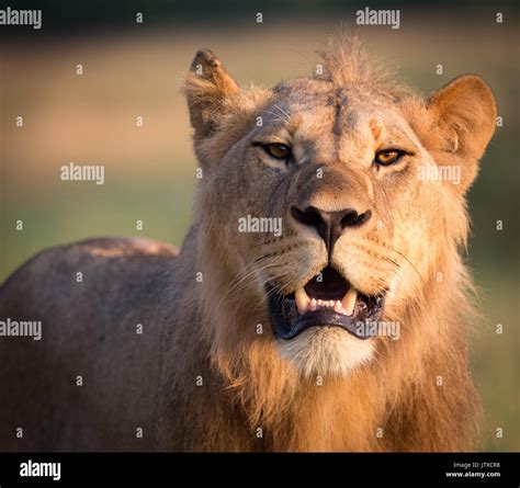 Adult Male Lion High Resolution Stock Photography And Images Alamy