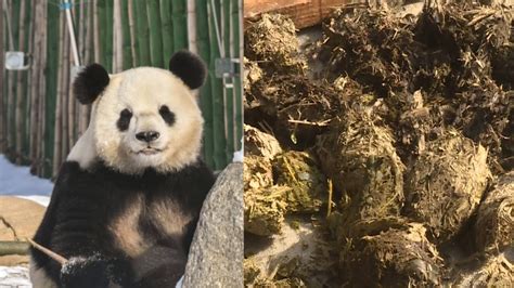 Panda Poop Paper Available In China Youtube