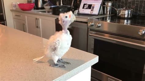 Cockatoo Dances To Bird Is The Word Youtube