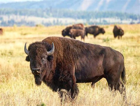 Interior Department Announces Bison Conservation Program The