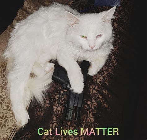 Cat Lives Matter Memes