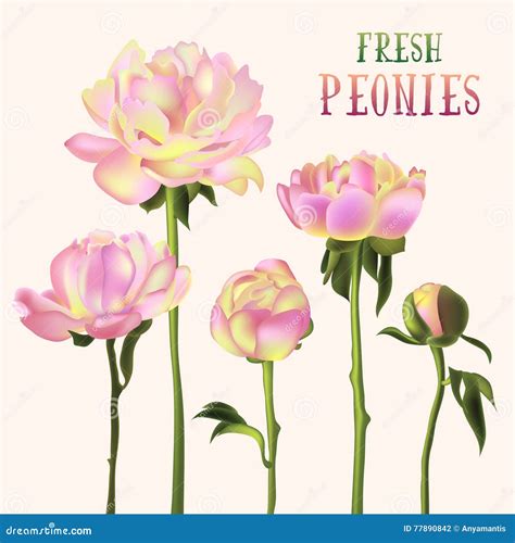 Fresh Peonies Illustration Stock Vector Illustration Of Card 77890842