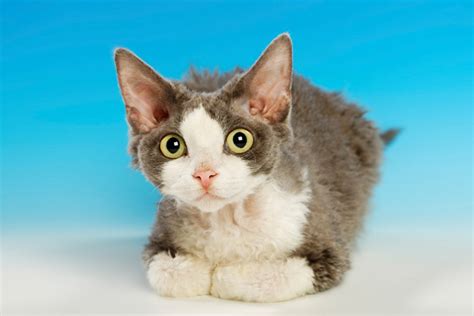 Devon Rex Cat Breed Information Cat Breeds At Thepetowners