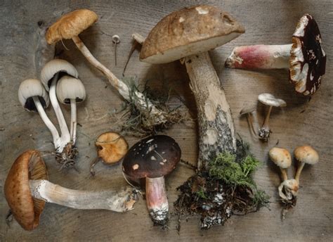 Mushroom Foraging In The Forest Dirtshrinesontumblr Rforaging