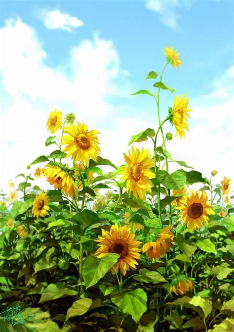 Gorgeous 29 Stunning Sunflower Garden Ideas 29