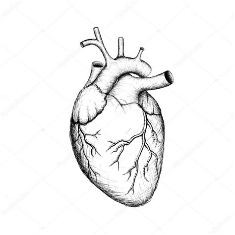 Illustration De Le Cœur Humain Organes Internes Anatomie Par Vantuz