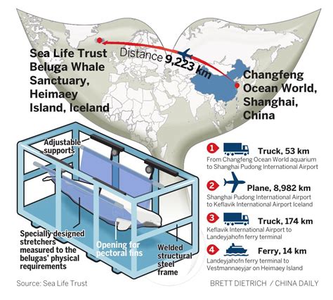 Belugas Freed From Captivity Reach Worlds First Whale Sanctuary