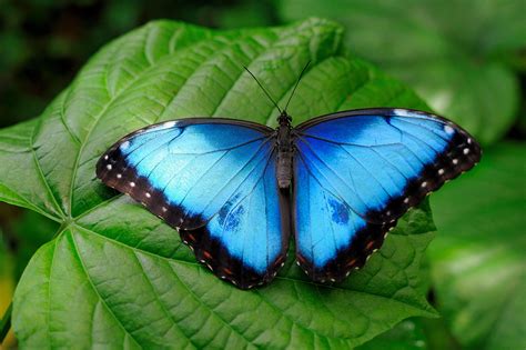 Butterfly Peleides Blue Morpho A Cannibal Raised Vegetable Gardens