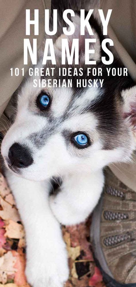 Husky Names Great Name Ideas For Siberian And Alaskan Huskies Husky
