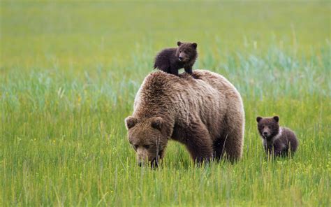 Download Baby Animal Love Cute Cub Animal Bear Hd Wallpaper