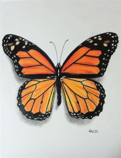 Colored Pencil Monarch Butterfly By Laurie Rejc Butterfly Drawing