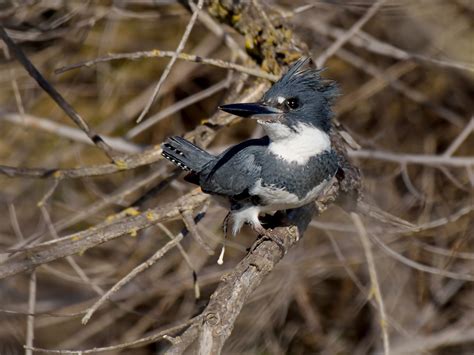Belted Kingfisher — Sacramento Audubon Society