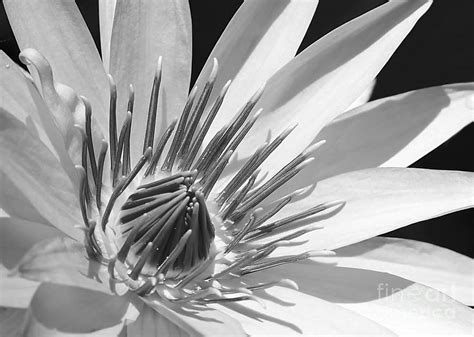 Water Lily Macro In Black And White Photograph By Sabrina