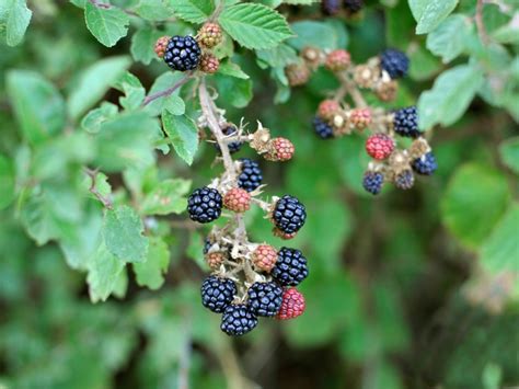 27 How To Propagate Blackberries Chapters Site