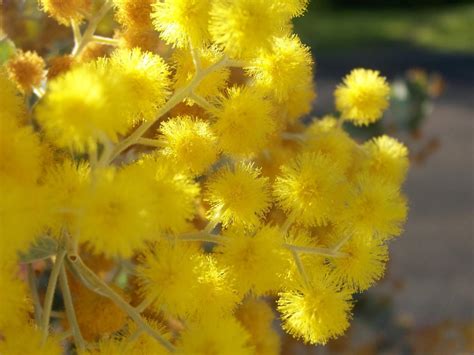 The national floral emblem of australia is the golden wattle (acacia pycnantha). Golden Wattle: The National Flower of Australia