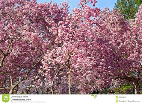 Here are 10 varieties to consider. Blossoming Dogwood Trees Near National Mall In Washington ...