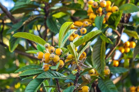 Loquat Fruit And Everything You Need To Know