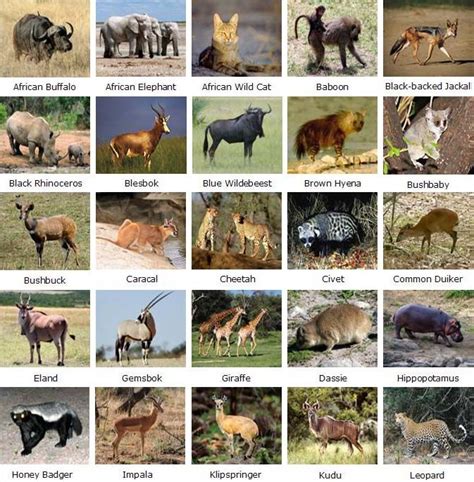 Animals Of Kruger National Park South Africa Visit South Africa