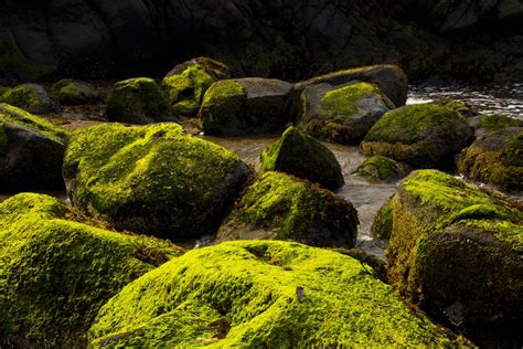 Moss Covered Rocks On The Oregon Coast Shutterbug