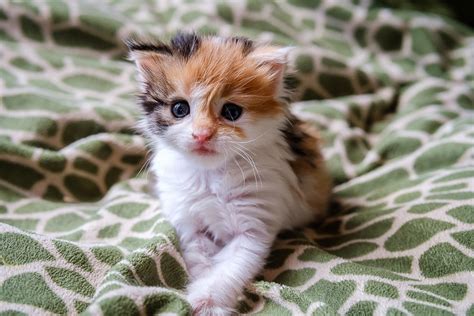 15 Cat Photography Tips 11 Cute Photoshoot Ideas