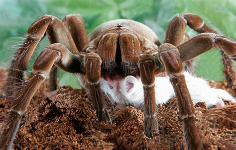 world s largest spider is from south america and it s the worst