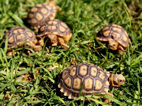 Jalisco State Mexico Five Recently Hatched African Spurred Tortoises