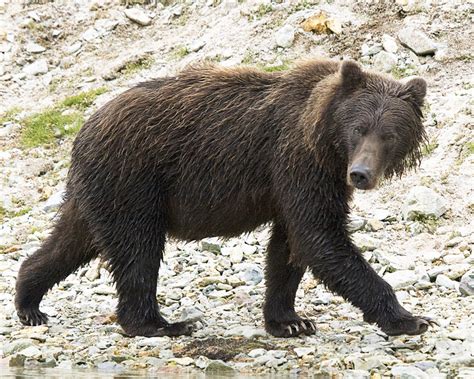 Types Of Bears In North America Species Of Bears