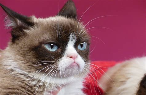 Grumpy Cat Wins €570000 Payout In Copyright Lawsuit · Thejournalie