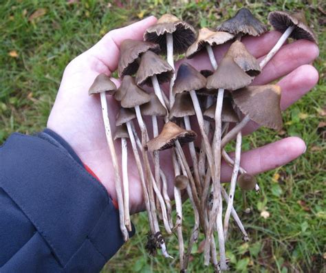 Buy Liberty Cap Mushrooms Online At Trippy World