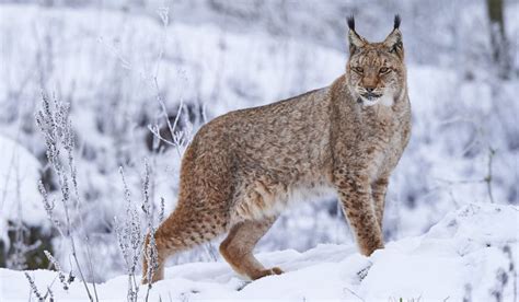 Animals Native To Russia Hewan Lynx Mamalia