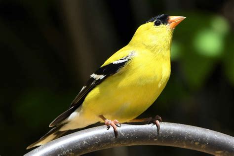 Gold, in the bible, often symbolizes what it does elsewhere: The Goldfinch Meaning | Spiritual Meaning & Symbolism